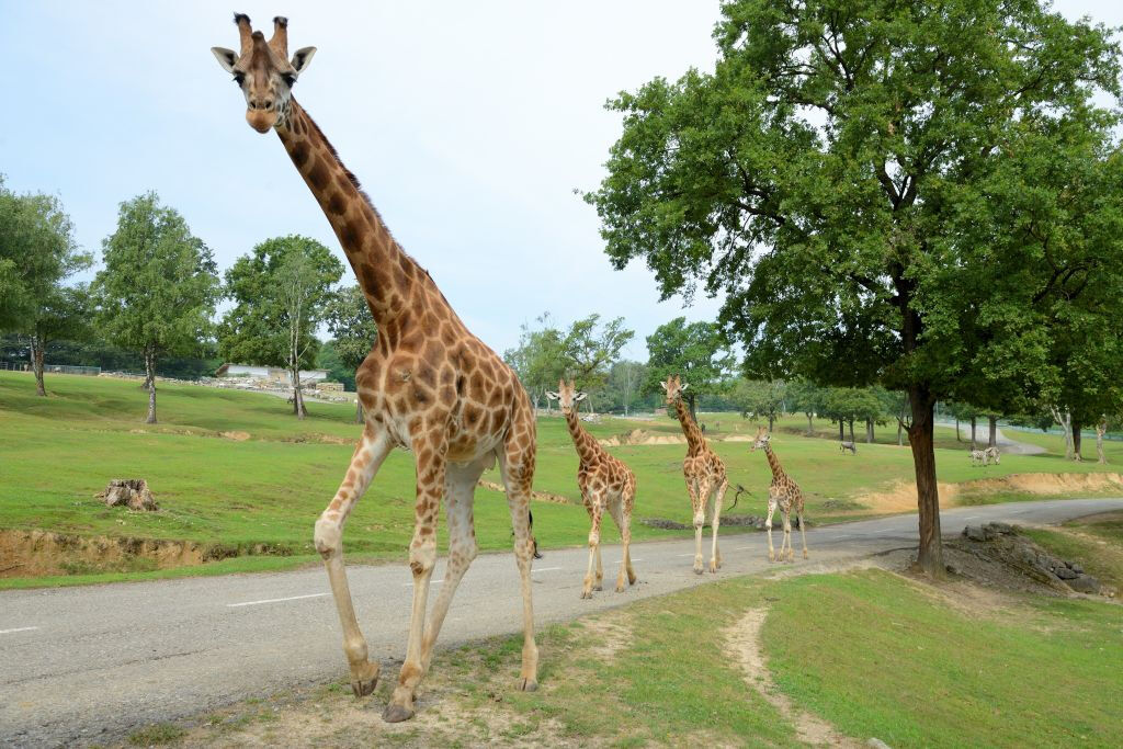 Pombia Safari Park: Entry Ticket