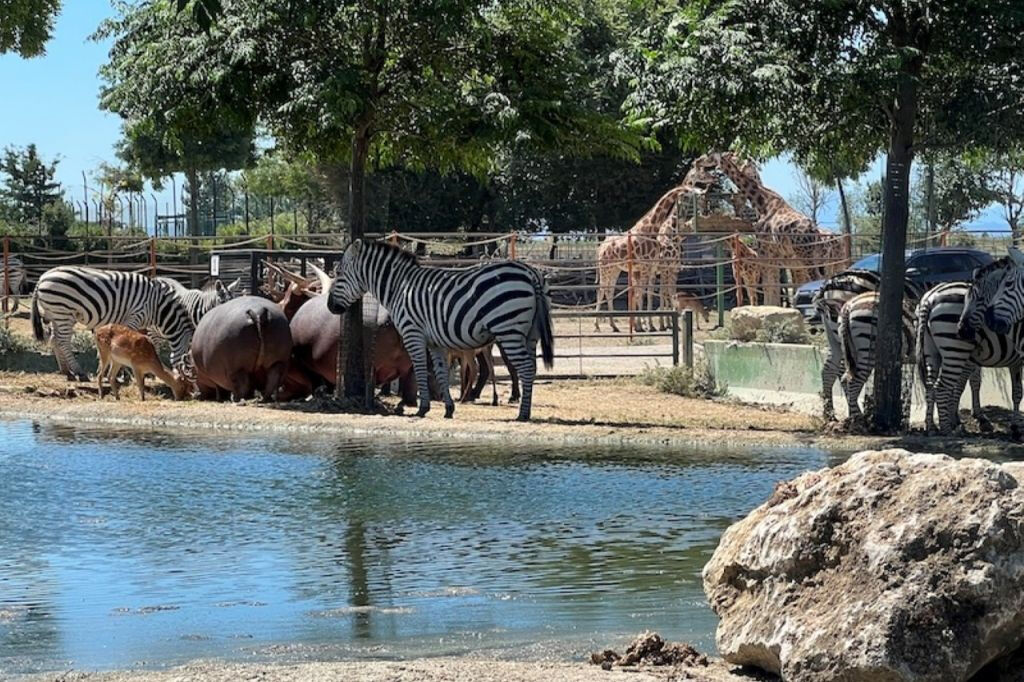 Safari Ravenna