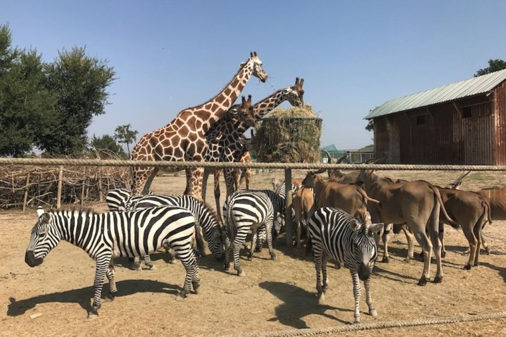 Safari Ravenna