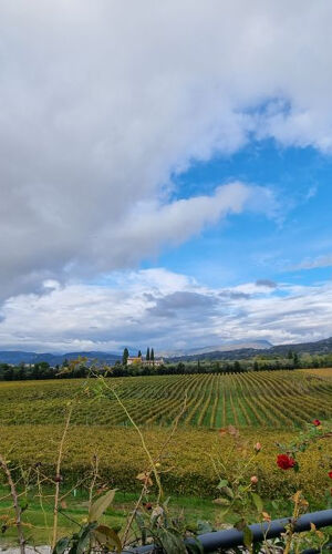 Lago di Garda: Degustazione di vini + Tour dei vigneti di Bardolino