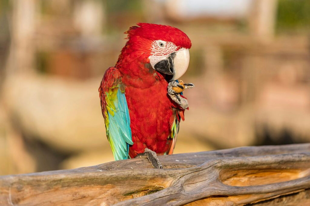 Parrot World: Annual Pass