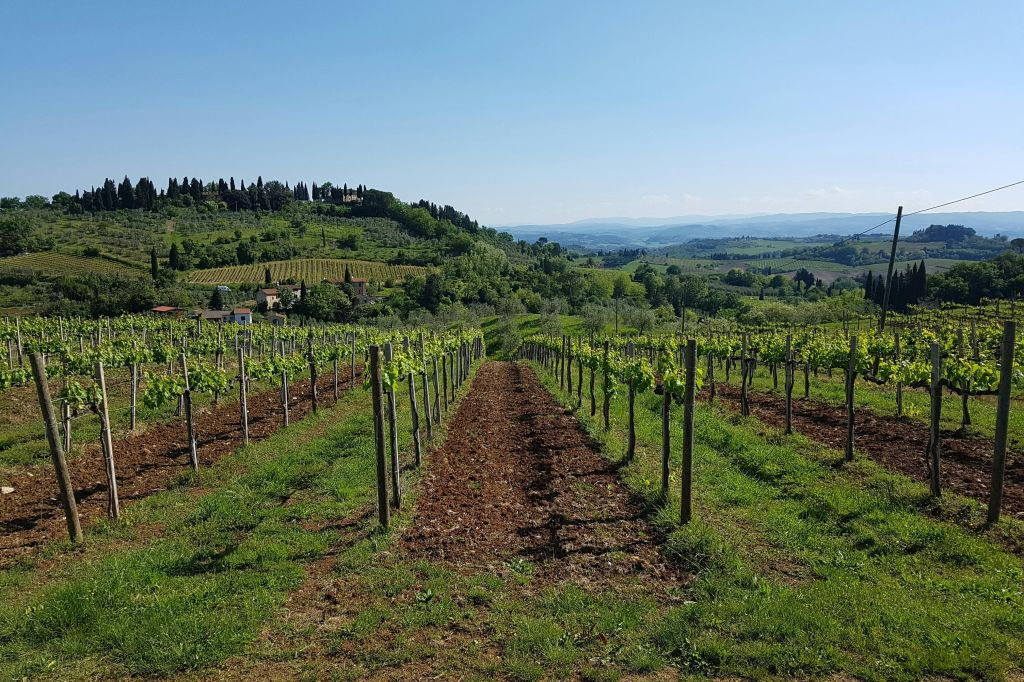 San Gimignano: Visita guiada aos vinhedos + degustação de vinhos + almoço