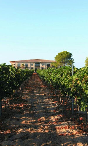 Bodega Vi Rei: Visita guiada y cata de vinos
