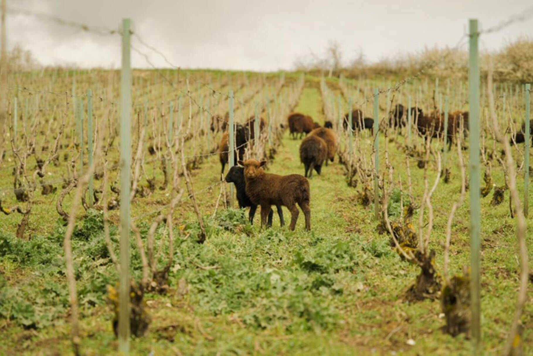 Champagne: Day Trip from Paris + 7 Tastings + Lunch