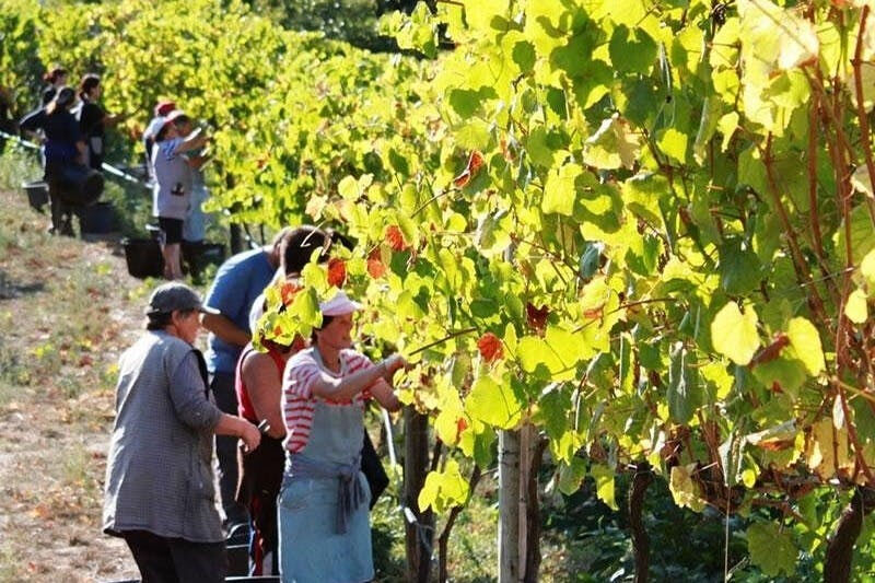 Valle del Douro: Tour guidato del vino da Porto + pranzo