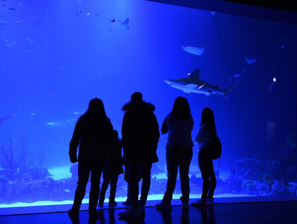 Aquário Atlantis Madrid