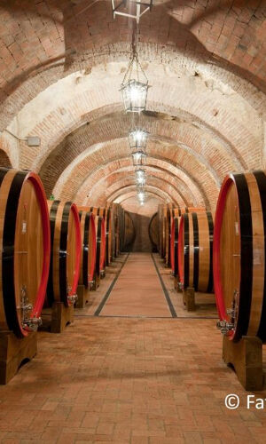 Montepulciano: Visita guidata al vigneto + degustazione di vini