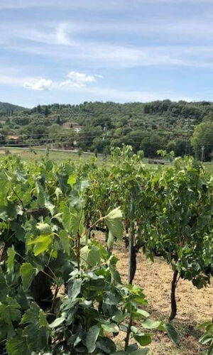 Arezzo: degustazione di vini in Val di Chiana