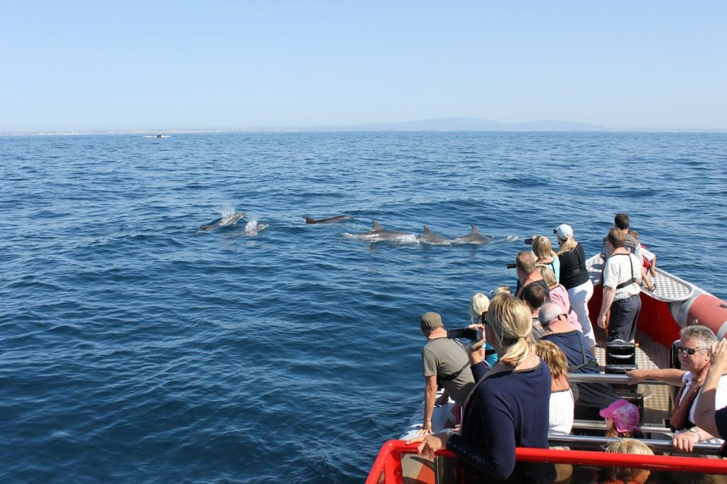 Algarve : Observation guidée des dauphins