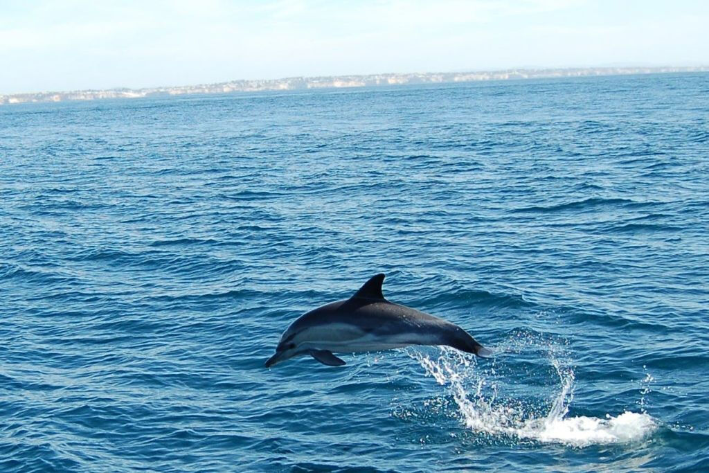 Algarve : Observation guidée des dauphins