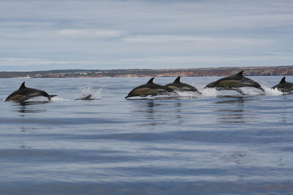 Algarve: Excursión guiada para avistar delfines