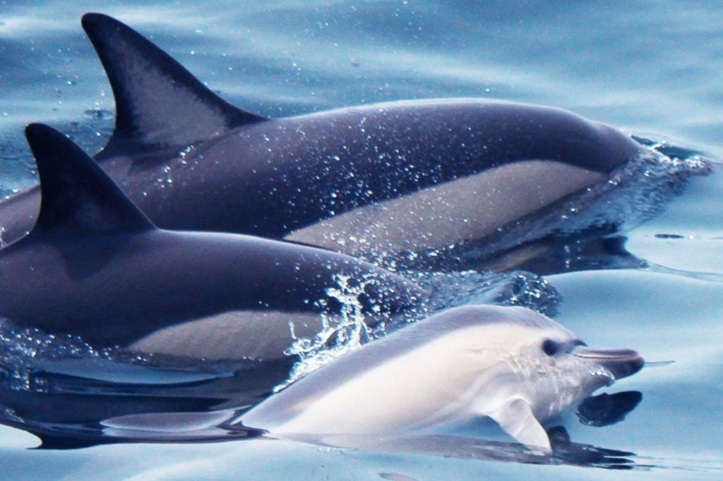 Algarve : Observation guidée des dauphins
