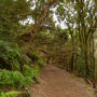 Parque Rural de Anaga: Guided Hiking Tour from Cruz del Carmen + Food Tasting