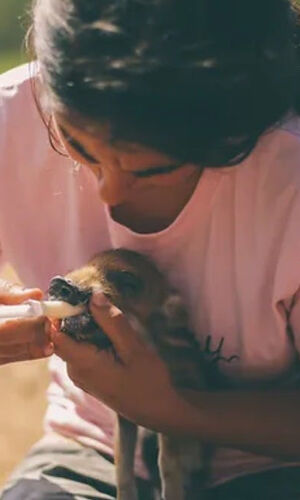 Aguilar de Segarra: One-Day Care Taker at Wild Forest Reserve Foundation