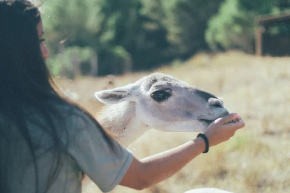Aguilar de Segarra: One-Day Care Taker at Wild Forest Reserve Foundation