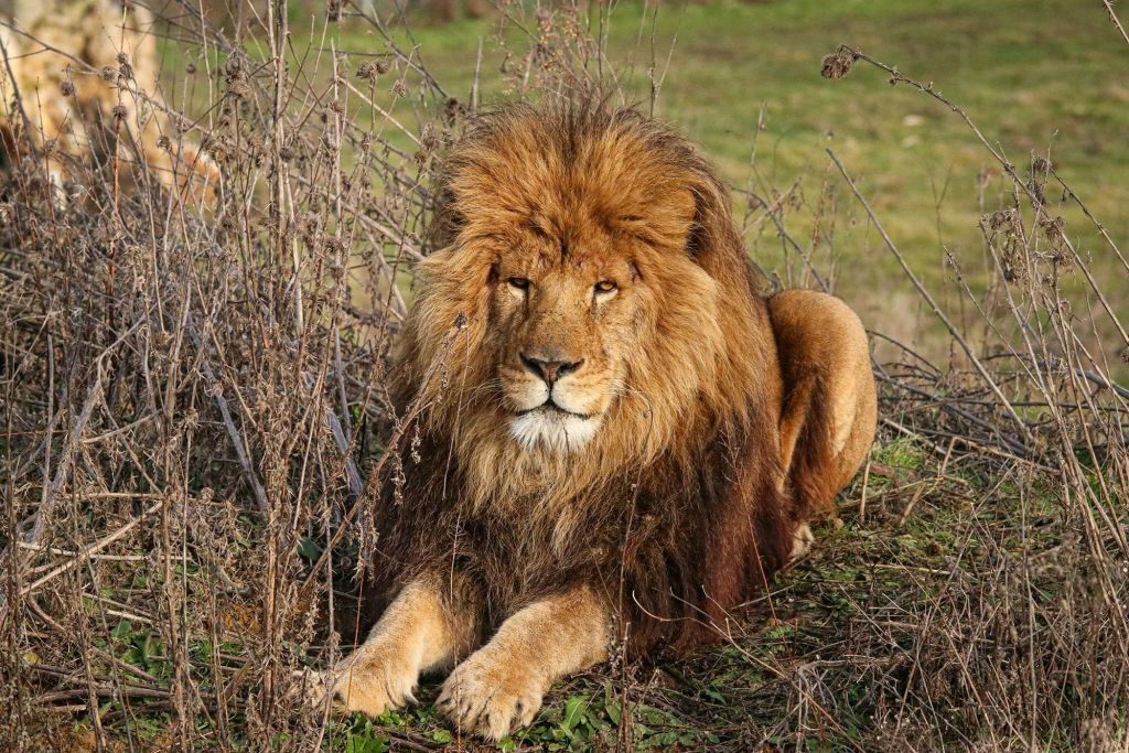 Réserve Safari de Lumigny & Terre de Singes: Billet d'entrée