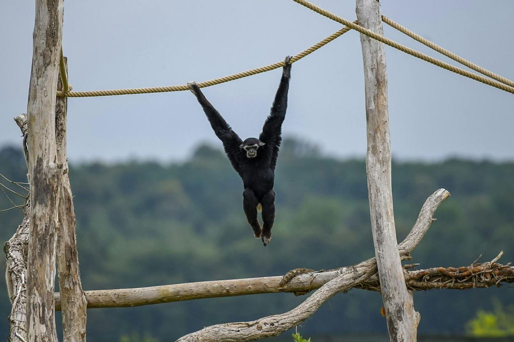 Réserve Safari de Lumigny & Terre de Singes: Billet d'entrée
