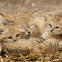 Lumigny Safari Reserve & Terre de Singes: Entry Ticket