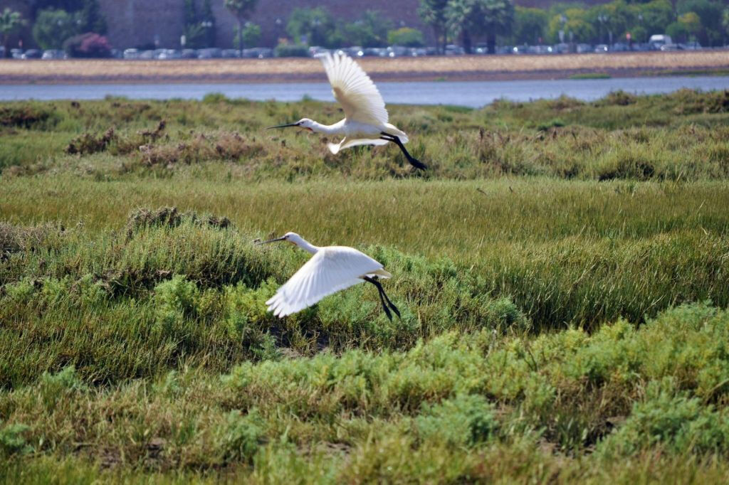 Ria Formosa: 2-Hour Guided Bird Watching Boat Tour