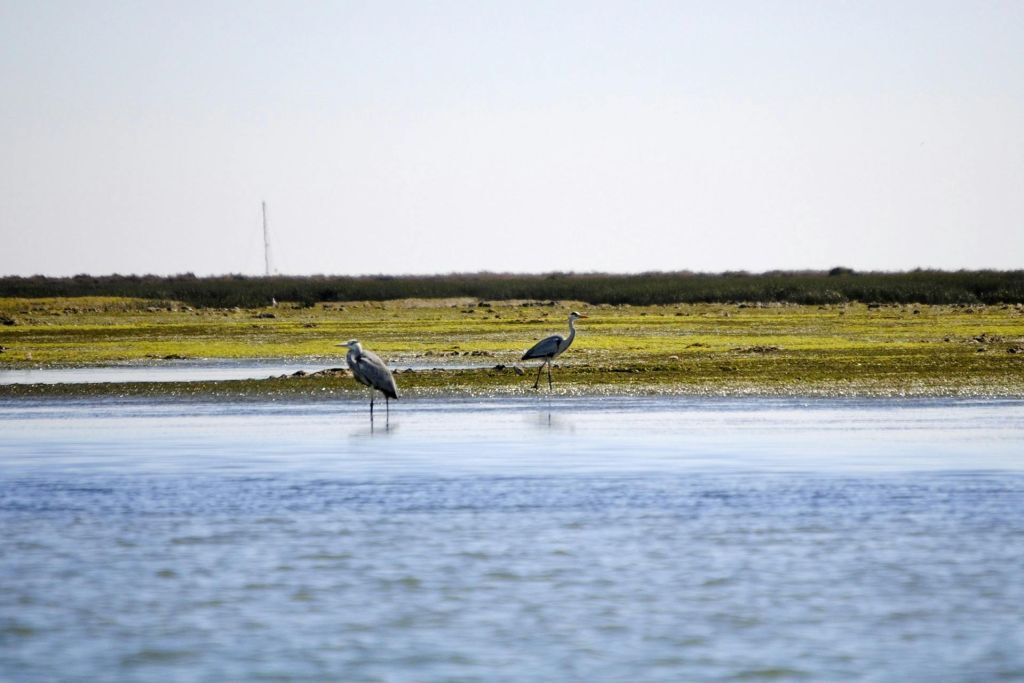 Ria Formosa: 2-Hour Guided Bird Watching Boat Tour
