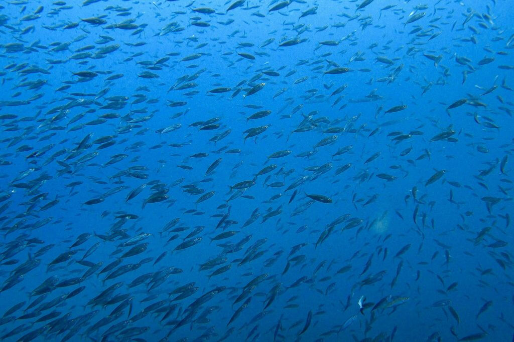 Los Cristianos: Snorkeling sulla barriera corallina di lava