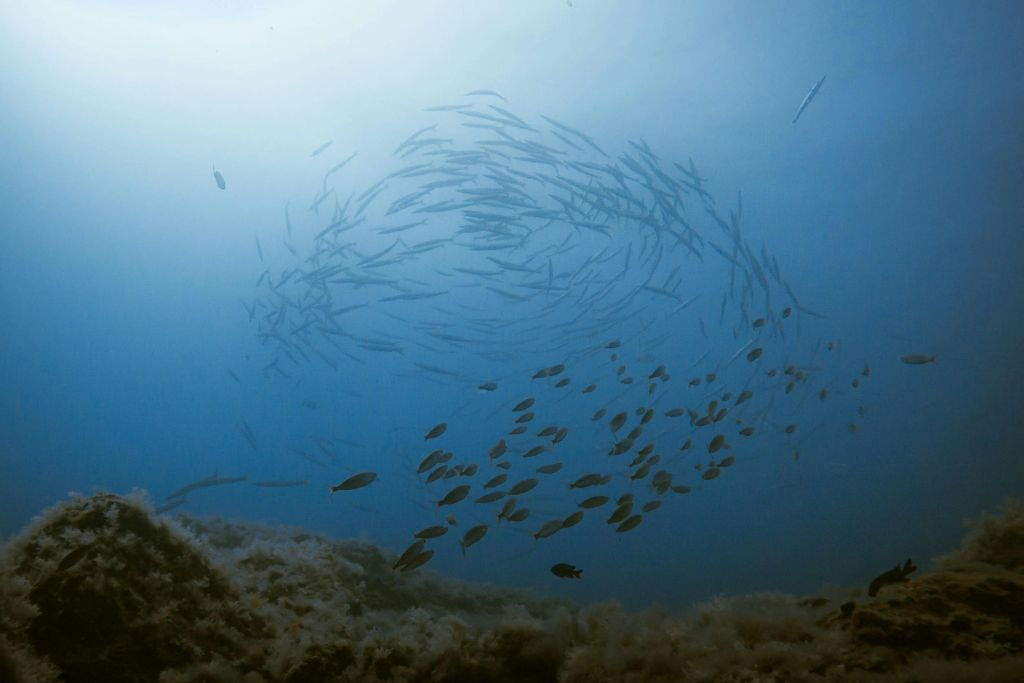 Los Cristianos: Snorkeling sulla barriera corallina di lava