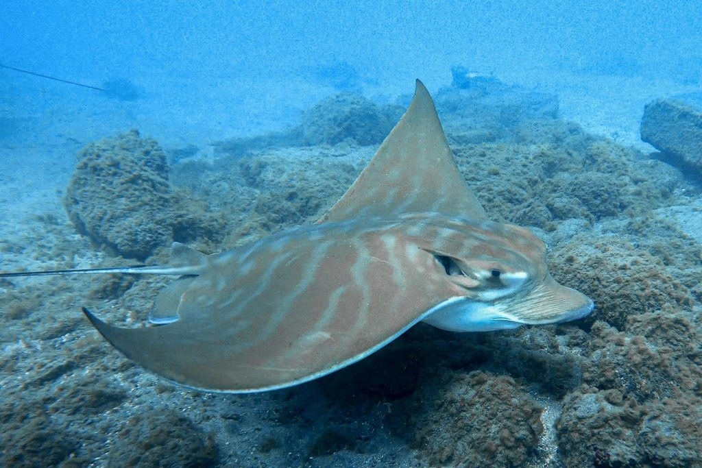 Los Cristianos: Snorkeling sulla barriera corallina di lava