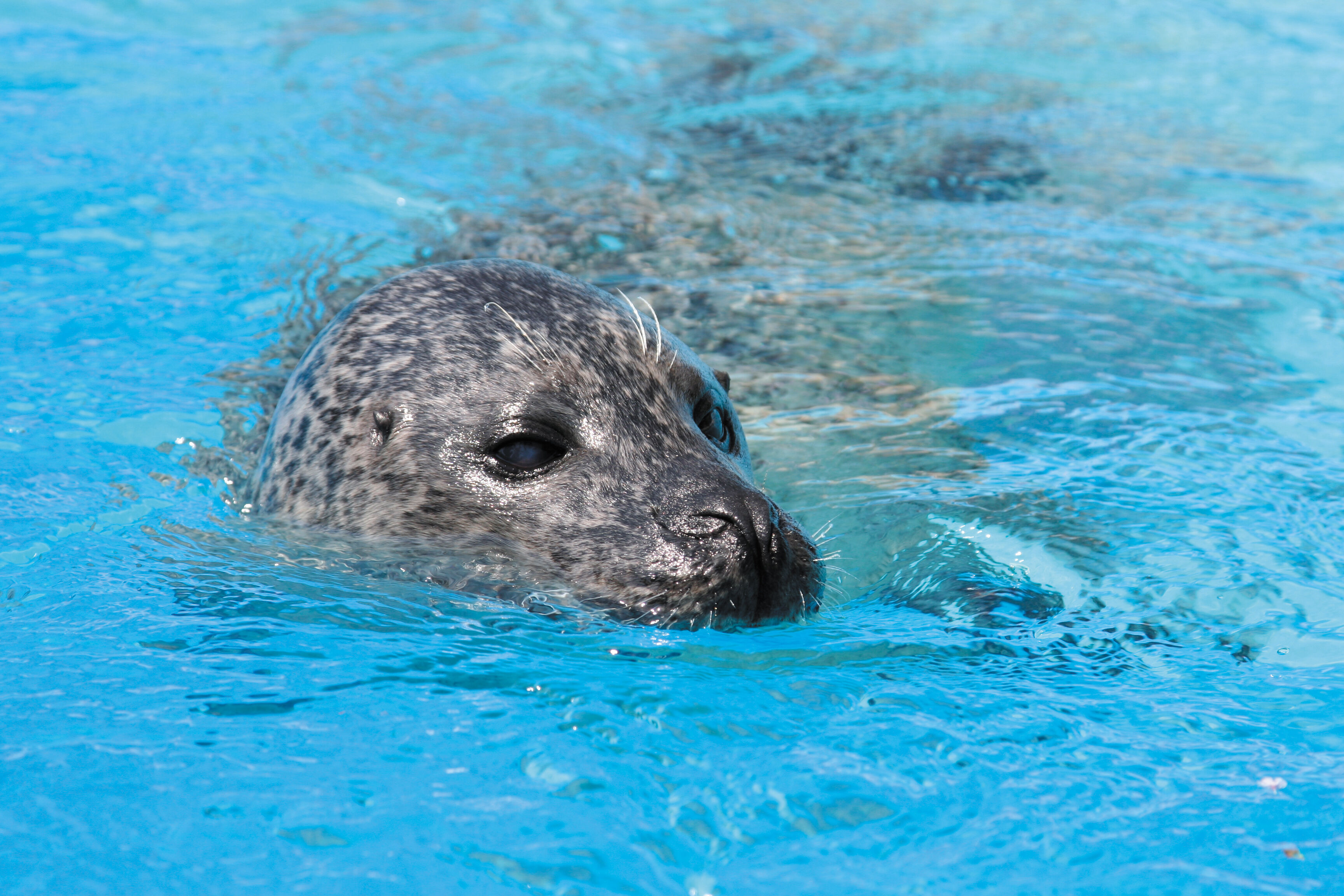 Marineland Catalunya