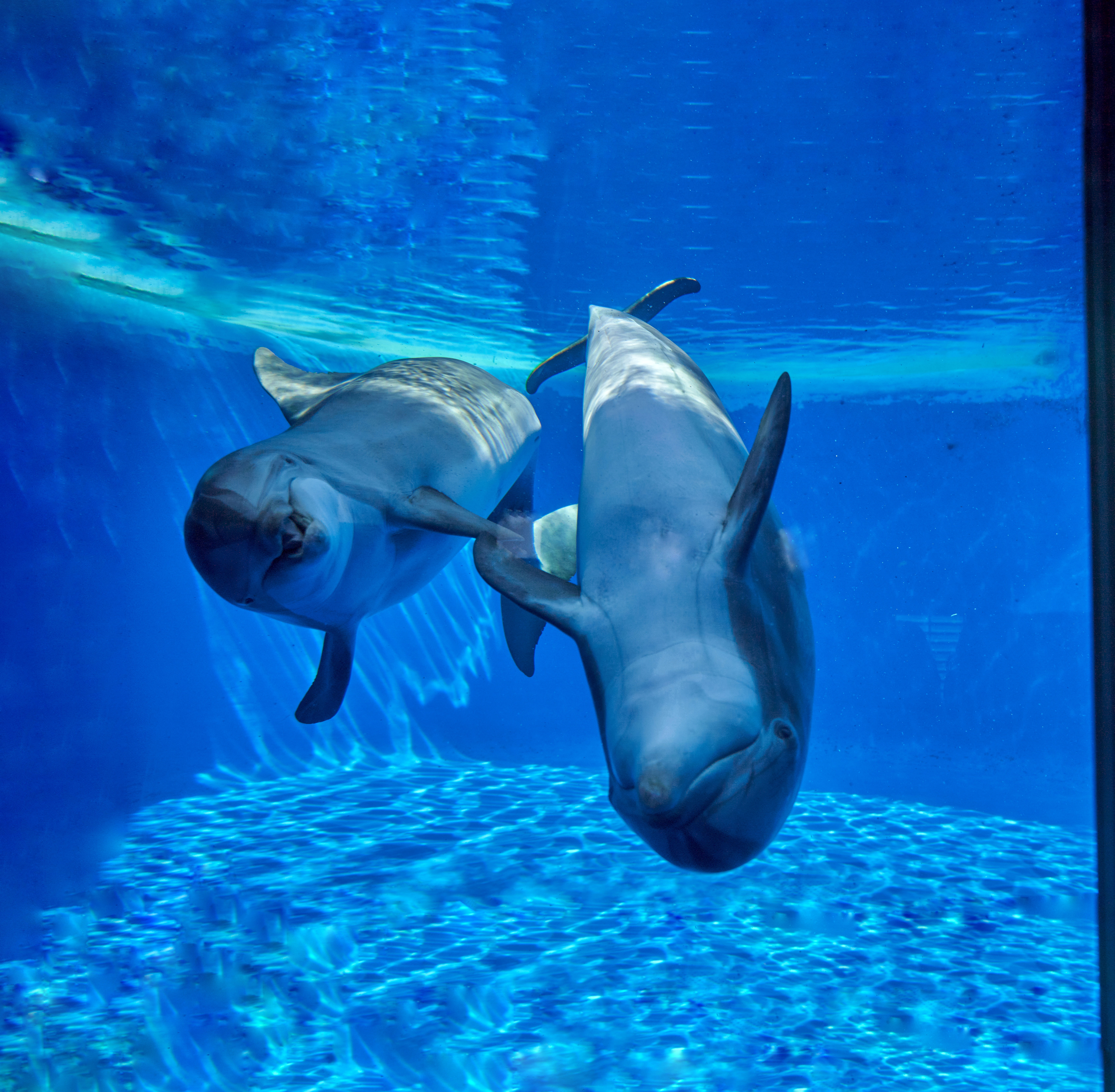 Marineland Catalunya