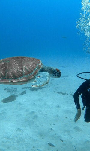 Los Cristianos: Clase guiada de buceo