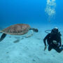 Los Cristianos: Clase guiada de buceo
