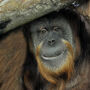Bioparco + 1-Day Rome Bus Tour
