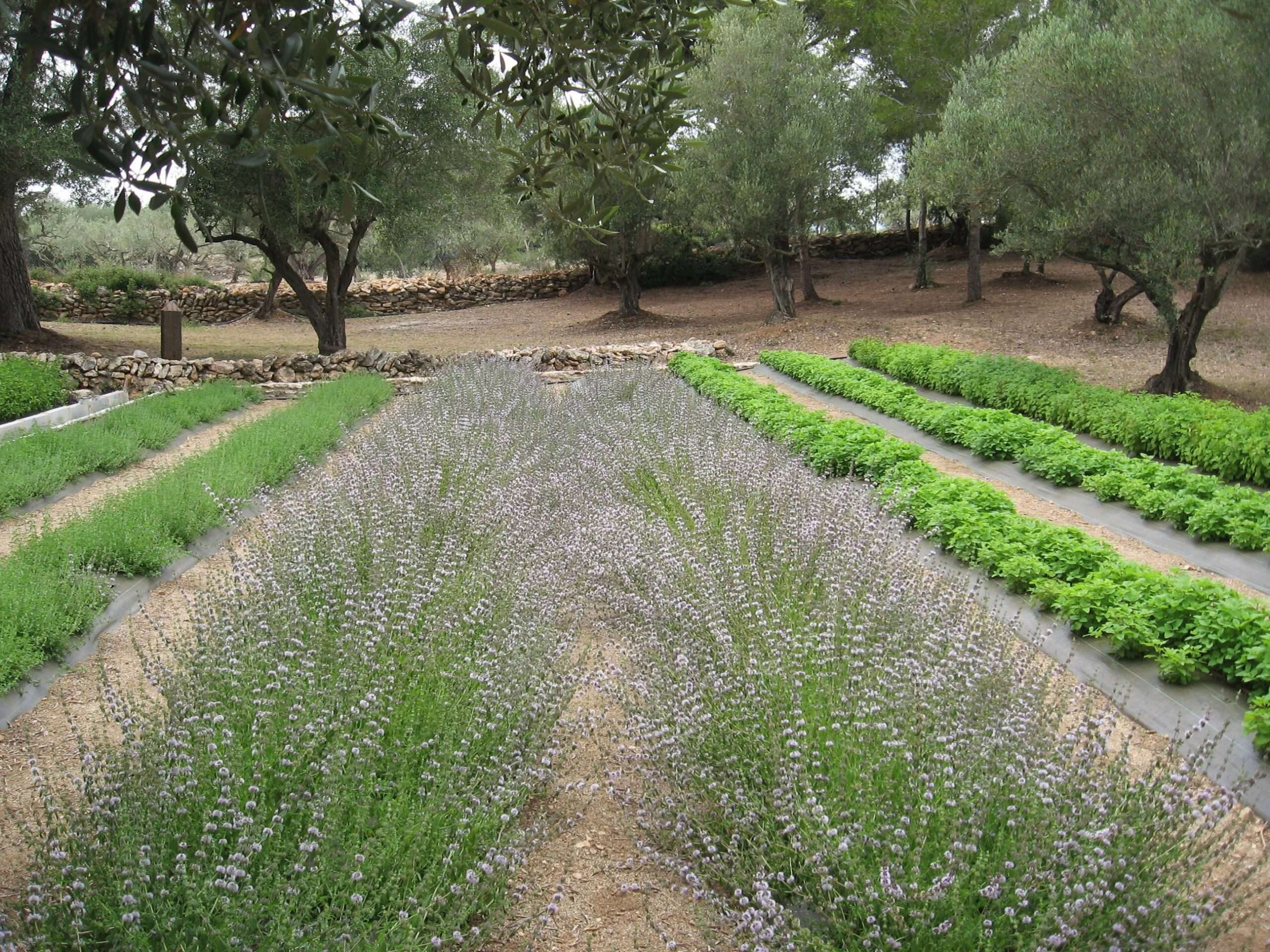 Jardín Botánico - Ecoherbes Park