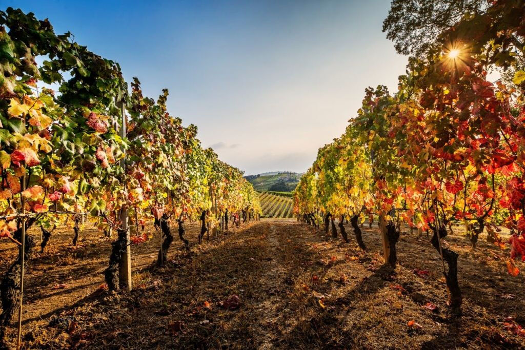 Cantina Moscone : Visite du vignoble et dégustation