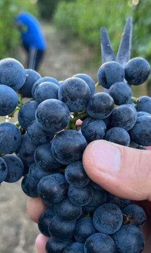 Tenuta La Viola: Visita guidata e degustazione di vini