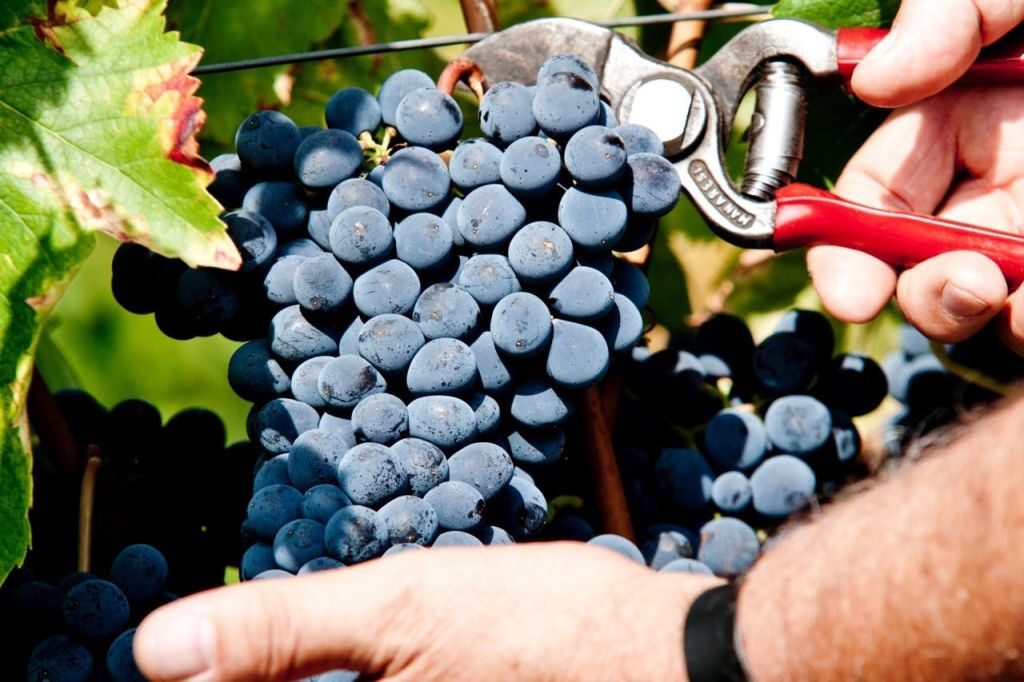 Tenuta Bossi: Visita guiada + degustação de vinhos
