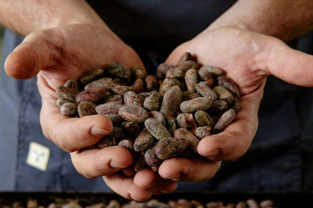 Torino: Tour guidato della Fabbrica di CioccolatoDegustazione di Torino dal 1915
