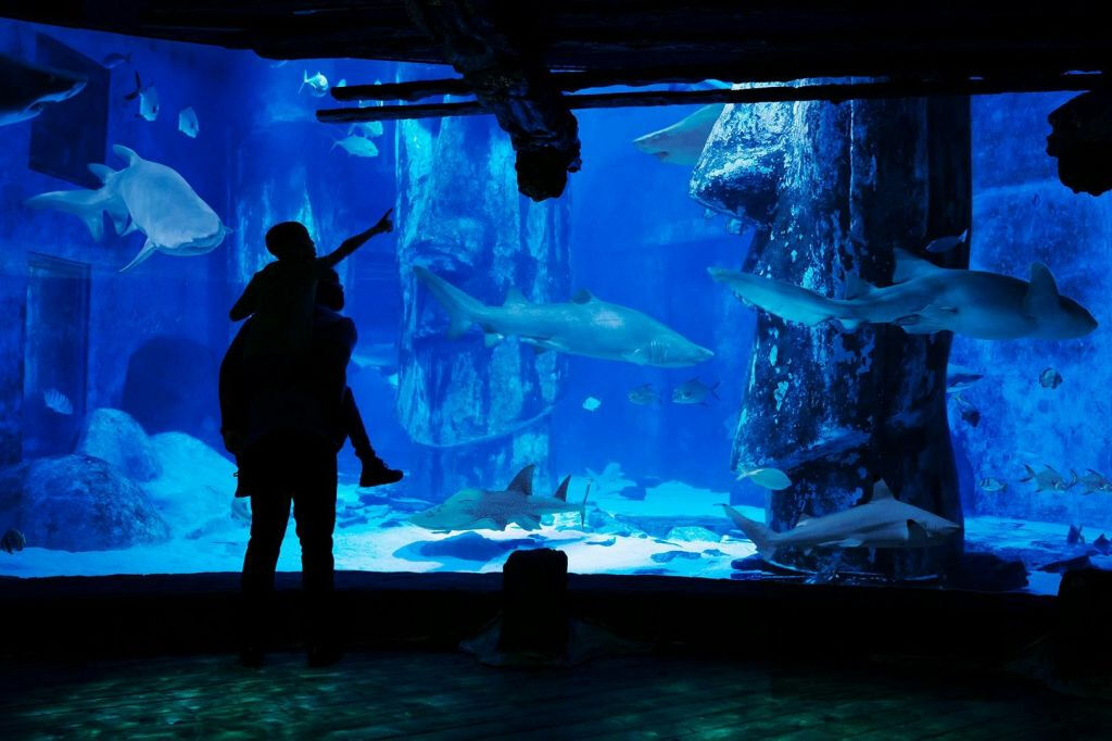 SEA LIFE London Aquarium : Billet d'entrée