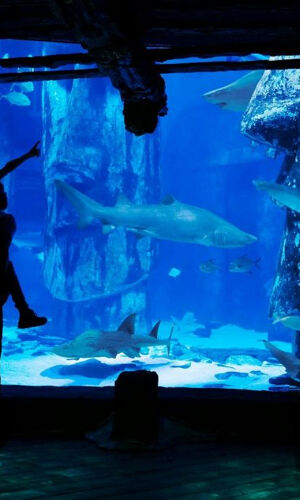 SEA LIFE London Aquarium: Entry Ticket