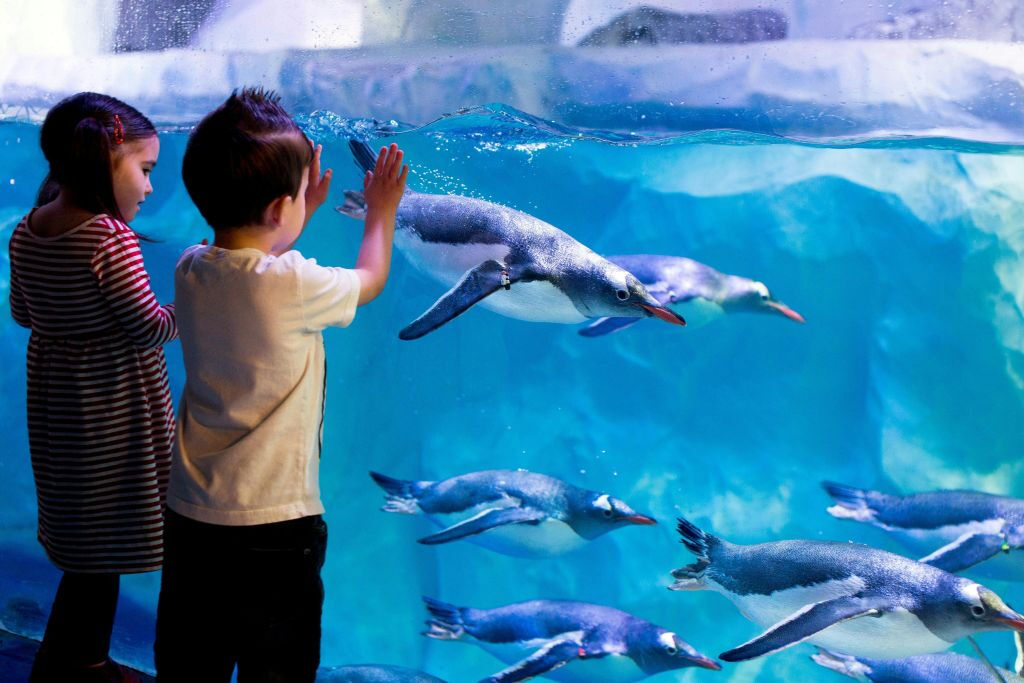 SEA LIFE London Aquarium : Billet d'entrée