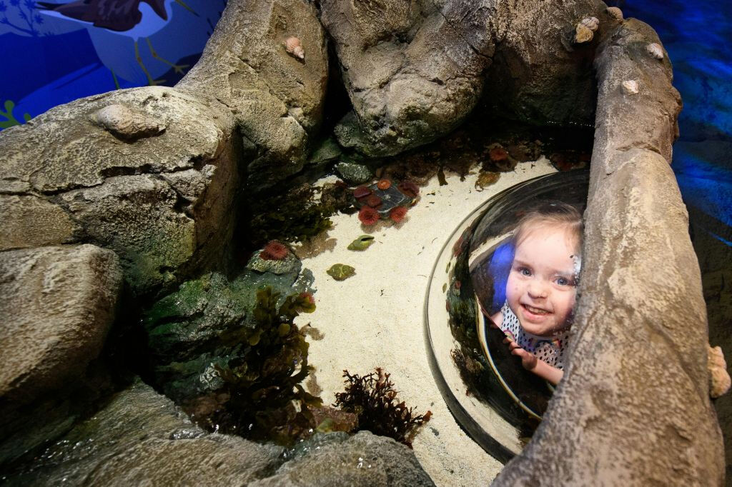 SEA LIFE London Aquarium : Billet d'entrée