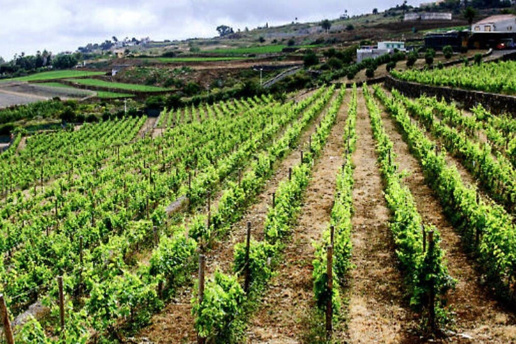 Bodegas El Sitio: Visita Guiada a Bodegas + Catas