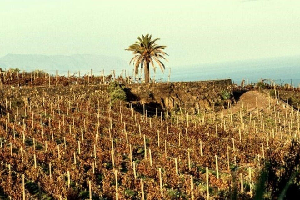 Bodegas El Sitio: Visita Guiada a Bodegas + Catas