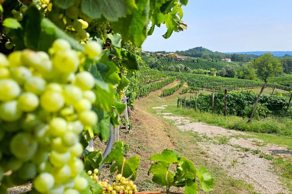 Da Venezia: Tour del Prosecco con degustazione di vini e pranzo