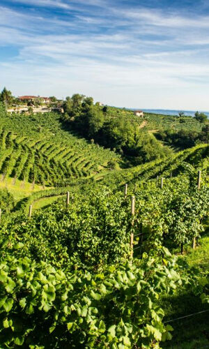 Da Venezia: Tour del Prosecco con degustazione di vini e pranzo