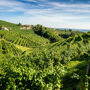 Venezia: Tour guidato del Prosecco + trasferimento + degustazione di vini + pranzo