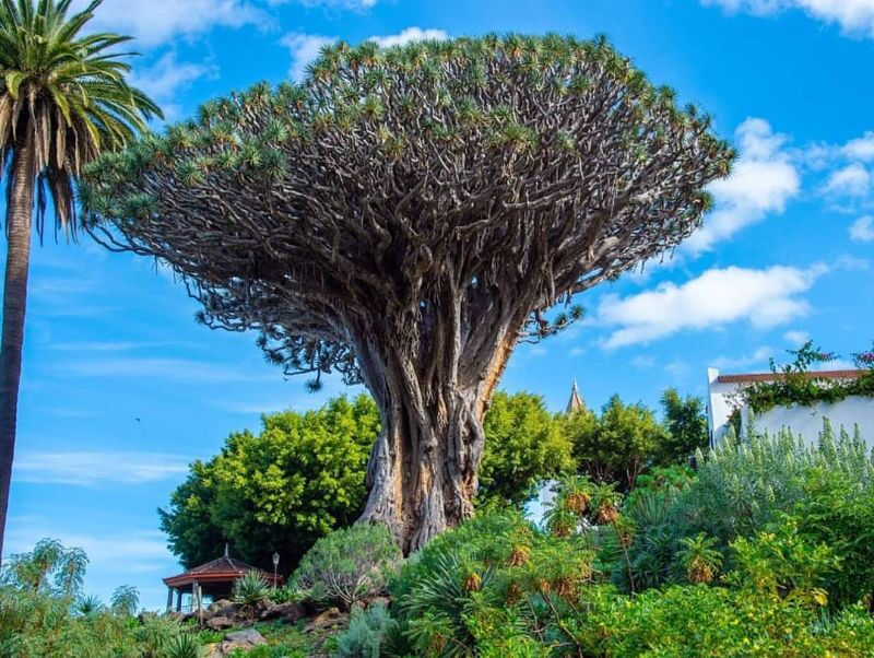 Parque del Drago Milenario y jardines botánicos