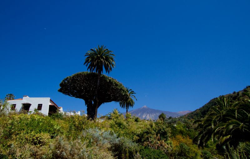 Parque del Drago Milenario y jardines botánicos