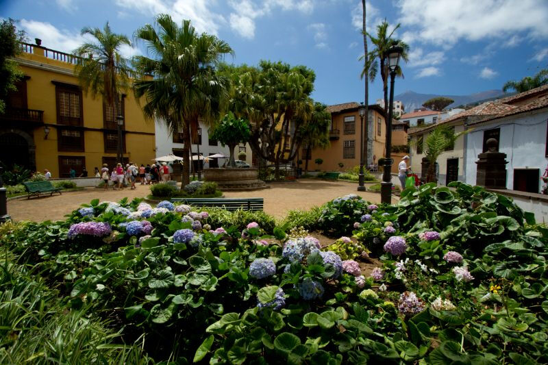 Dragon et jardins botaniques de Tenerife