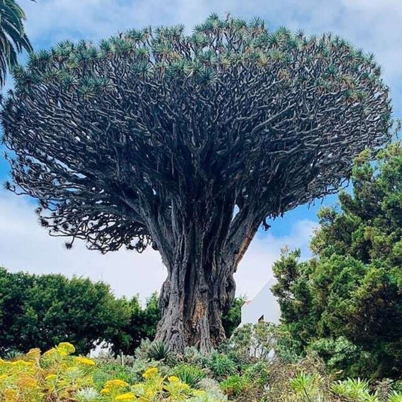 Parque del Drago Milenario y jardines botánicos
